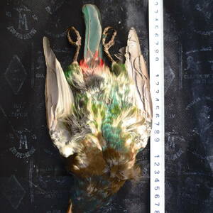 フライ 釣り 羽根 剥製　Great Barbet　オオゴシキドリのコンプリート 