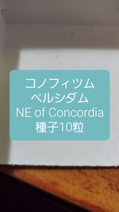 コノフィツム　ペルシダム, NE of Concordia 種子10粒