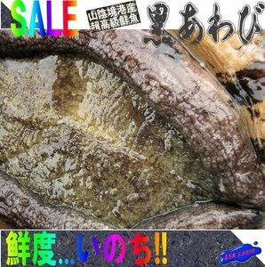 活きたまま直送!!「特大、黒あわび1kg以上」素潜りで採った、山陰境港産