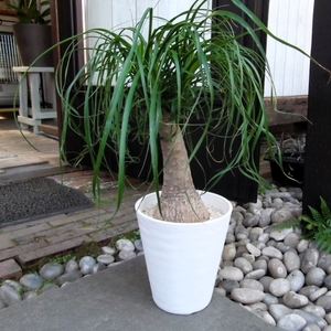 現物出品【トックリラン・ポニーテール＊Beaucarnea recurvata】６号　