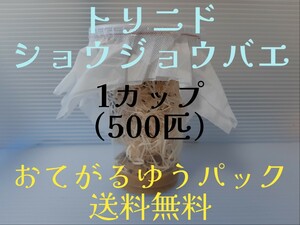 （500匹×1カップ）トリニドショウジョウバエ （餌用ショウジョウバエ）