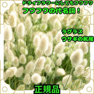 ラグラス オバタス 15粒 即決 純正品 秋まき ドライフラワー 花材 花壇 プランター 簡単 初心者 タネ たね 種子 花 バニーテール フワフワ