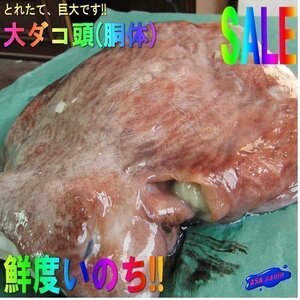 珍品・珍味「水タコ胴体(頭) 3.3kg」お刺身、タコ鍋に　（活冷凍）『魚王国』 境港産