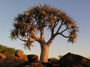 Aloe dichotoma アロエ ディコトマ 種子 50粒