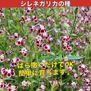 シレネガリカ 花の種