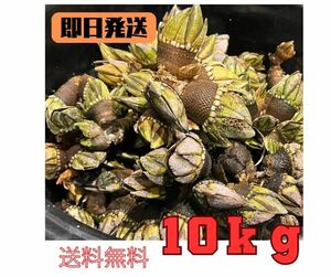 【送料無料】冷凍カメノテ10kg 石鯛　イシガキダイ　黒鯛　コブダイ　釣り餌　かぶせ釣り