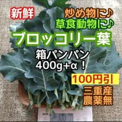 セール❣️ ブロッコリー生葉 ◎箱パンパン400g+α 三重 農薬無 当日収穫