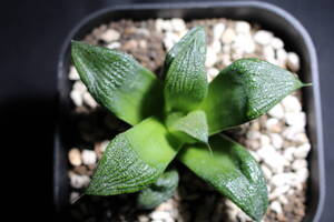 Haworthia / 黒揚羽　ハオルチア