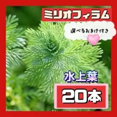 ミリオフィラム　20本　選べるおまけ付き❤️ アナカリス　同時販売中