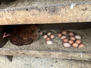 平飼有精卵50個