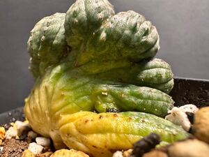 No.389 特選 Euphorbia obesa 綴化 ユーフォルビア オベサ 厳選株 実生株 木質化 一点もの