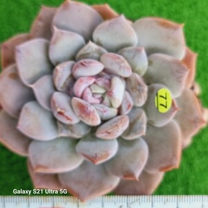 1202発送-Y077 花 エケベリア 多肉植物 韓国苗