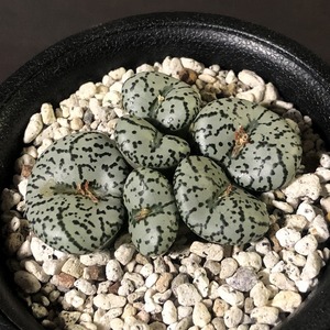 安珍　ursprungianum cv.　　 コノフィツム 　Conophytum 　多肉植物