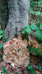 予約■山形県産　天然トンビマイタケ（トビタケ）約１ｋｇ