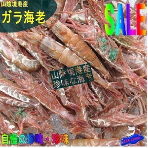 鮮度抜群「ガラ海老5kg」-お刺身用- 船上冷凍- 境港自慢の逸品