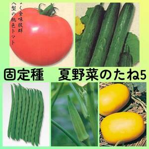 固定種夏野菜の種5◆世界一トマト+新ときわ地這いキュウリ+つるありインゲン+五角オクラ+マクワウリ奈良一号まくわ