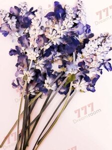 送料無料☆本物 押し花素材 ハンドメイド 花材 DR603　押花素材　ラベンダー　12本