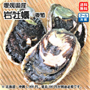 岩牡蠣 （300~400g×10個） 養殖 愛媛 （期間限定 5月中旬～8月末） 送料無料 北海道/沖縄/東北は別途送料 宇和海の幸問屋