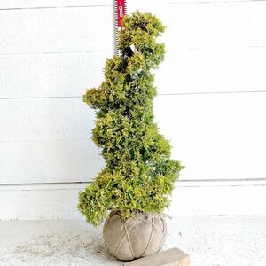 仕立て物　黄金真柏　約90cm【オウゴンシンパク/盆栽/苗木/植木/庭木/生垣/根巻/庭園/日本庭園】219131