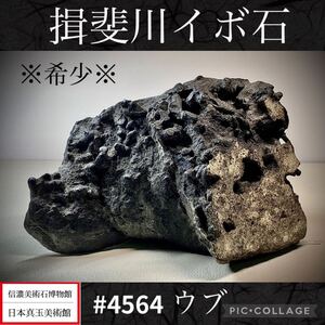 【一期一石フェア】水石 盆栽 ※希少※ 揖斐川イボ石 ウブ 横23×高13×奥行15(cm) 重量:4.54kg 骨董盆石古美術中国古玩 4564