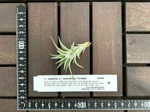 T.ionantha v. vanhyningii Extreme 【イオナンタ バンハイニギー エクストリーム 】 チランジア　エアープランツ