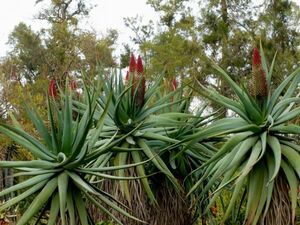 Aloe speciosa アロエ スペシオーサ 種子 100粒