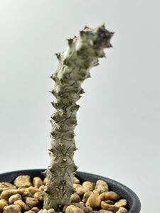 Ceropegia sp crested セロペギア 綴化 輸入株 アフリカ原産 ガガイモ 