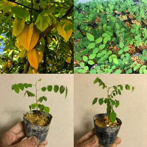 ★★スターフルーツ苗1鉢★★ゴレイシ苗　star fruit ★期間限定★大幅値下げ1280円→980円★