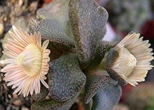 【種子】アロイノプシス　ロスラータ(菱鮫)　ALOINOPSIS rosulata 種子10粒【送料無料】