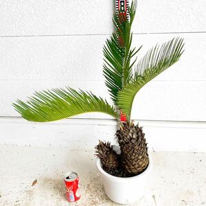 株立ち　ソテツ　約:70cm 【sago palm/蘇鉄/そてつ/ヤシの木/庭木/お祝い/幹太/南国風/ガーデン/ドラセナ】243083