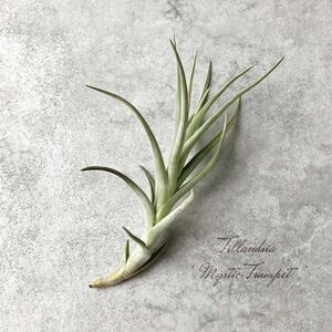 Tillandsia ‘Mystic Trumpet’ チランジア ティランジア ミスティックトランペット