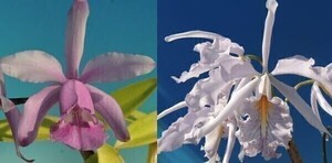 T♪洋蘭　Cattleya intermedia f.coerulea `Blue Zoisite