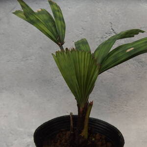 【Tom草ya】Licuala mattanensis 