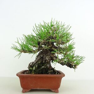 盆栽 松 黒松 樹高 約16cm くろまつ 高級盆栽 Pinus thunbergii クロマツ マツ科 常緑針葉樹 観賞用 小品 現品