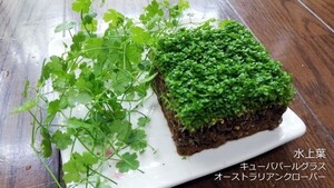 キューバパールグラス＆オーストラリアンクローバー 水上葉 水草 メダカ 熱帯魚 金魚 エビ 人気 おすすめA2