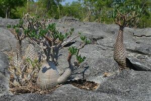 Pachypodium ambongense パキポディウム アンボンゲンセ 種子 20粒