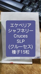 エケベリア　シャフネリー, Cruces, SLP 種子15粒