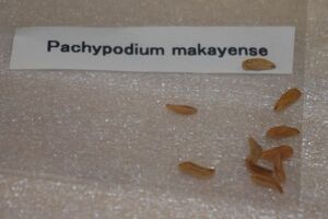 Pachypodium makayense パキポディウム マカイエンセ 魔界玉 種子　100粒