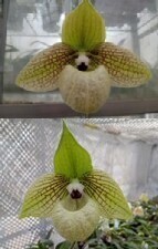 洋蘭パフィオPaph.malipoense(