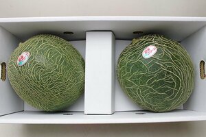 【限定2箱】熊本県特産 肥後グリーンメロン 超ジャンボサイズ 2玉入り (1玉約2.9kg) 合計約5.8㎏1円スタート