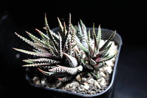 Haworthia 