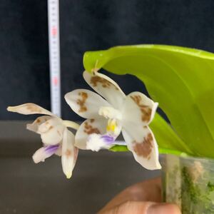 (^。 ^)(435) Phal. speciosa ‘Brown Spots’ 洋蘭