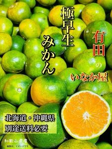 和歌山県　有田　みかん　家庭用　セール　柑橘　フルーツ　10キロ　 傷あり 家庭用 極早生 柑橘