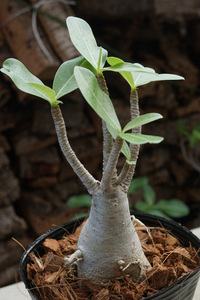 　Adenium arabicum (管理番号：ar24）アデニウム　アラビカム