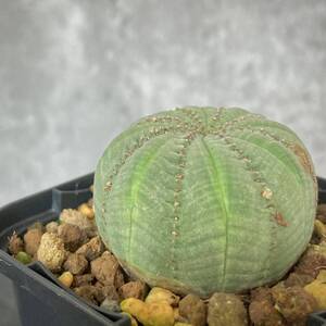 ユーフォルビア・シンメトリカ② (E. obesa ssp.symmetrica) “仔吹きではない”/ オベサ 多肉植物