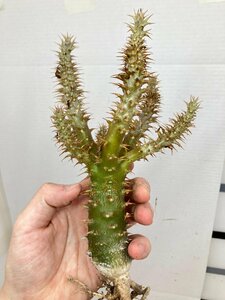 9181 「実生」パキポディウム マカイエンセ 抜き苗【畑地植え株・・Pachypodium・葉落ちします】