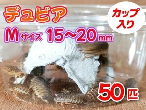 【送料無料】 デュビア Mサイズ 1.5～2.0cm 50匹 カップ入り アルゼンチンモリゴキブリ 肉食熱帯魚 爬虫類 両生類 [3552:broad]