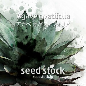 アガベの種 Agave ovatifolia オバティフォリア 100粒★送料0円