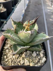 アガベ　麻花　ブツブツ裏棘表棘オテロイ　中株　#麻花龍　冰雹　 Agave