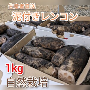 愛知産！ 朝採れレンコン 土付き蓮根 1kg れんこん 自然栽培 農薬不使用